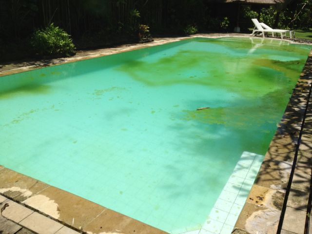 池水变绿